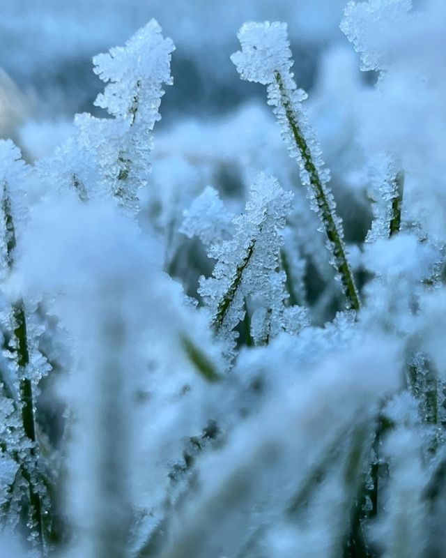 Lichen vous souhaite une nouvelle année merveilleusement givrée ❄️
